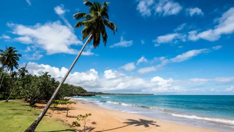 A white sandy beach with palm trees leaning into crashing waves