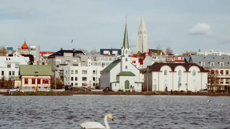 photography of white swan floating on water body, reykjavik skyline in the background