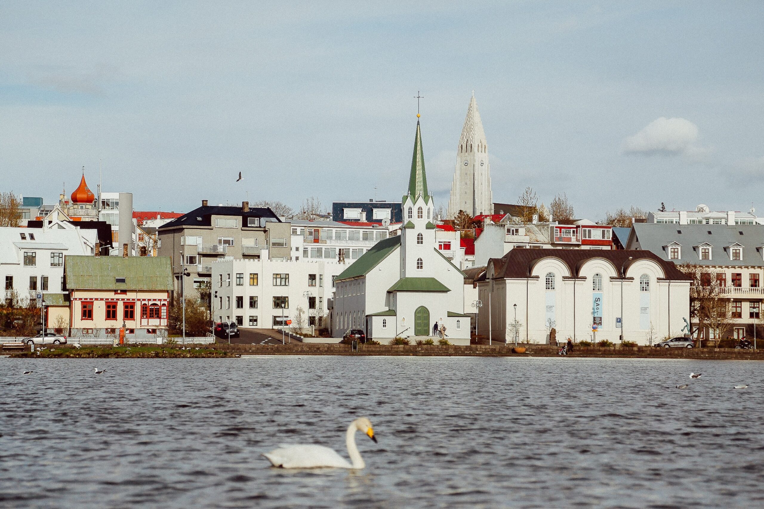 photography of white swan floating on water body, reykjavik skyline in the background