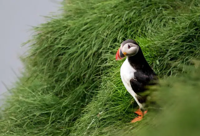 A puffin against a damp, grassy backdrop