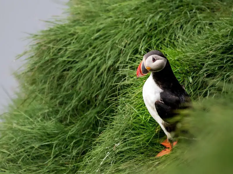 A puffin against a damp, grassy backdrop