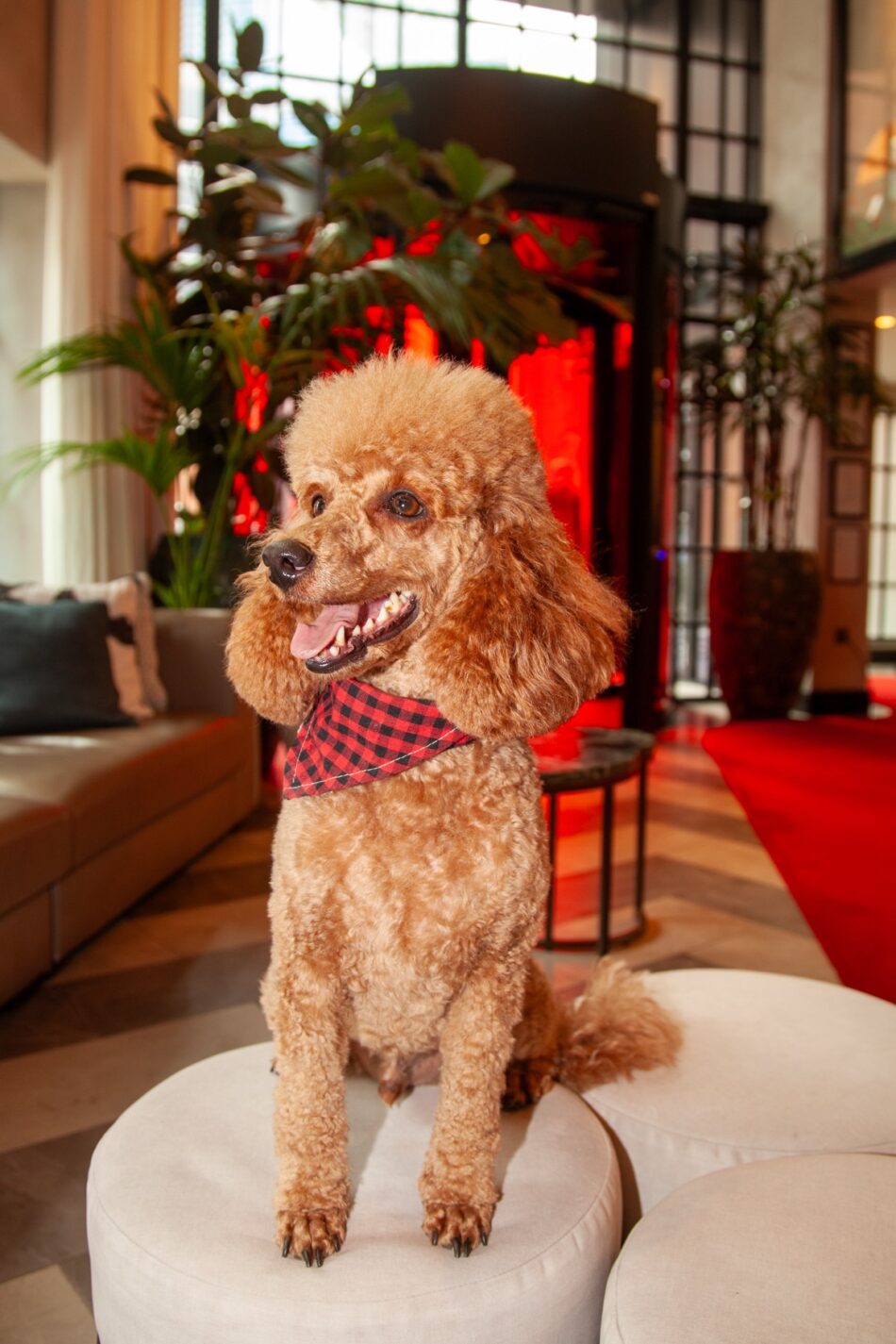 A poodle with a red plaid bandana sits on white ottomans in a stylish hotel lobby