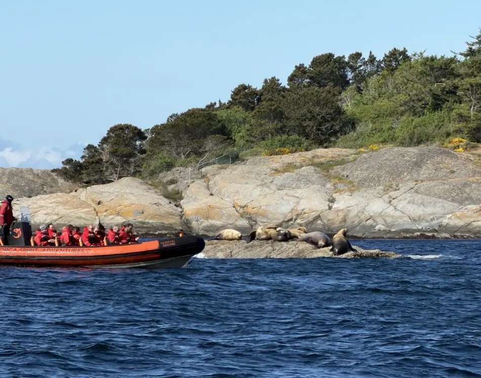 Passengers in an orange inflatable boat with red life jackets observe seals on a rocky shoreline
