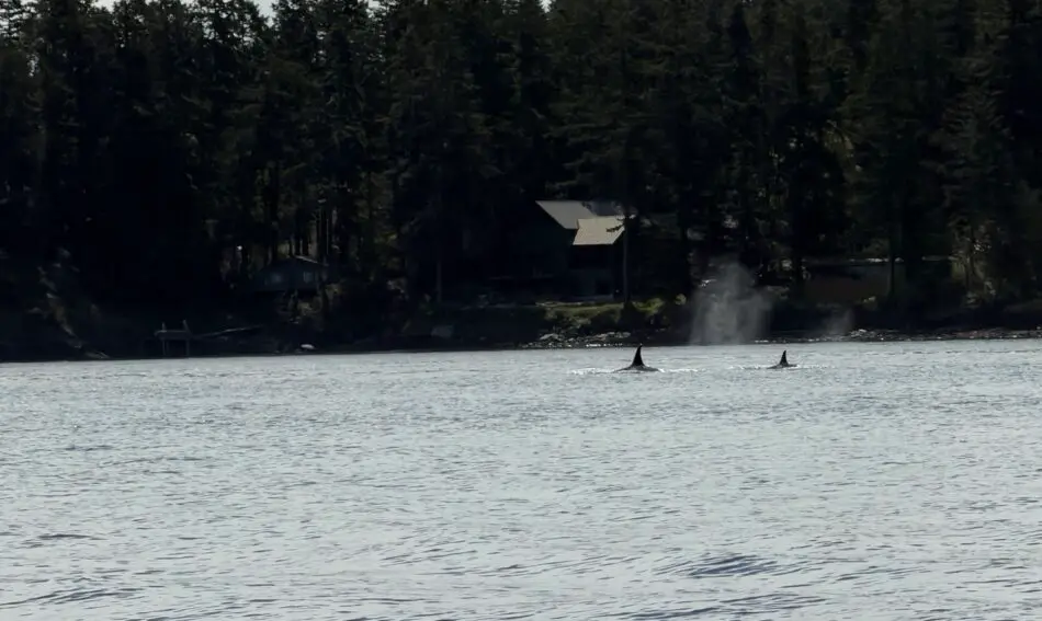 Two whales surface near a forested shoreline with a cabin