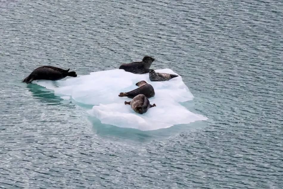 Several seals lounge on a small iceberg in cold ocean water