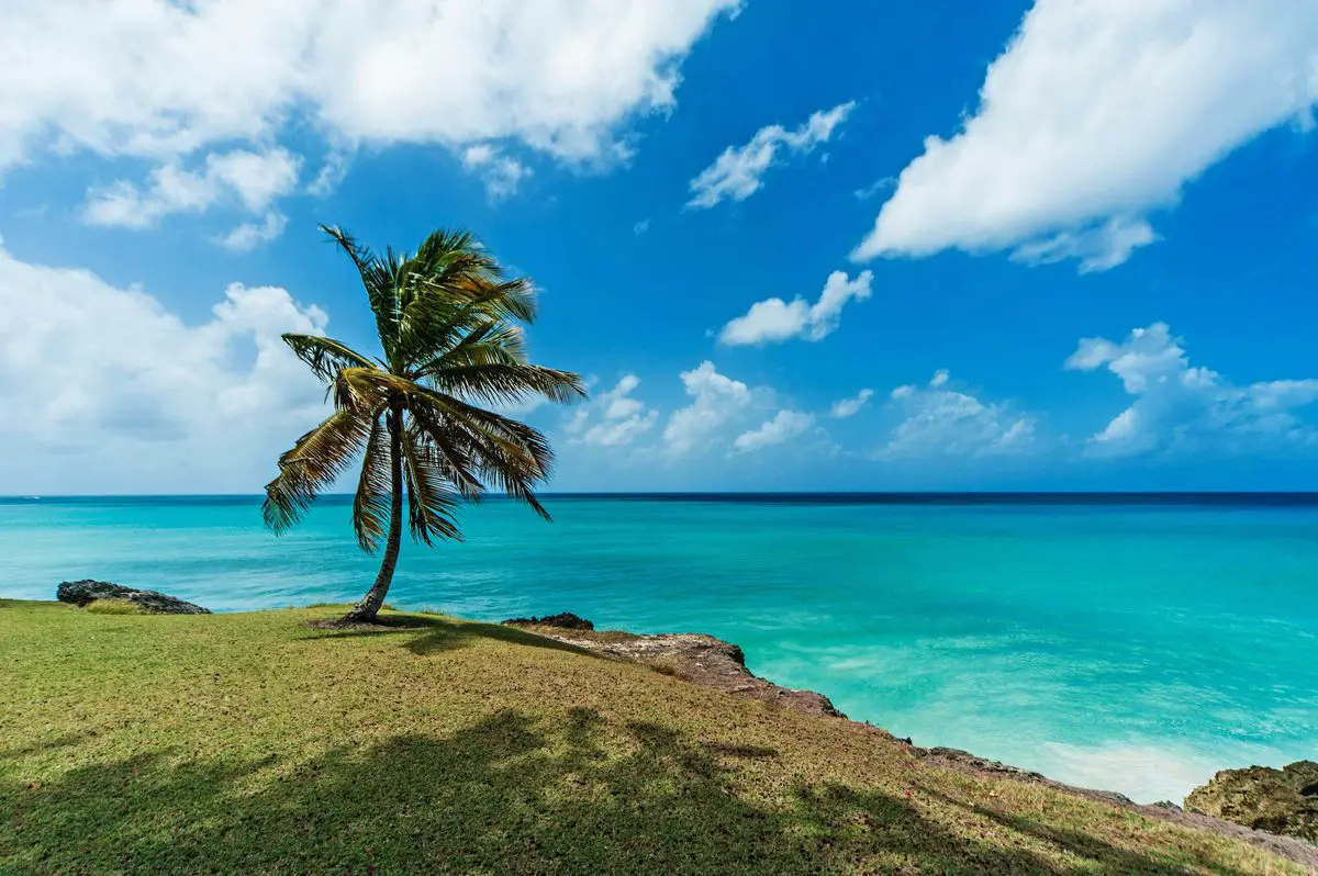 Palm tree overlooking the coast of Barbados