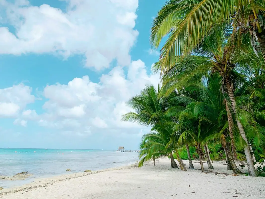 Palm trees beside a beach on Cozumel, Mexico